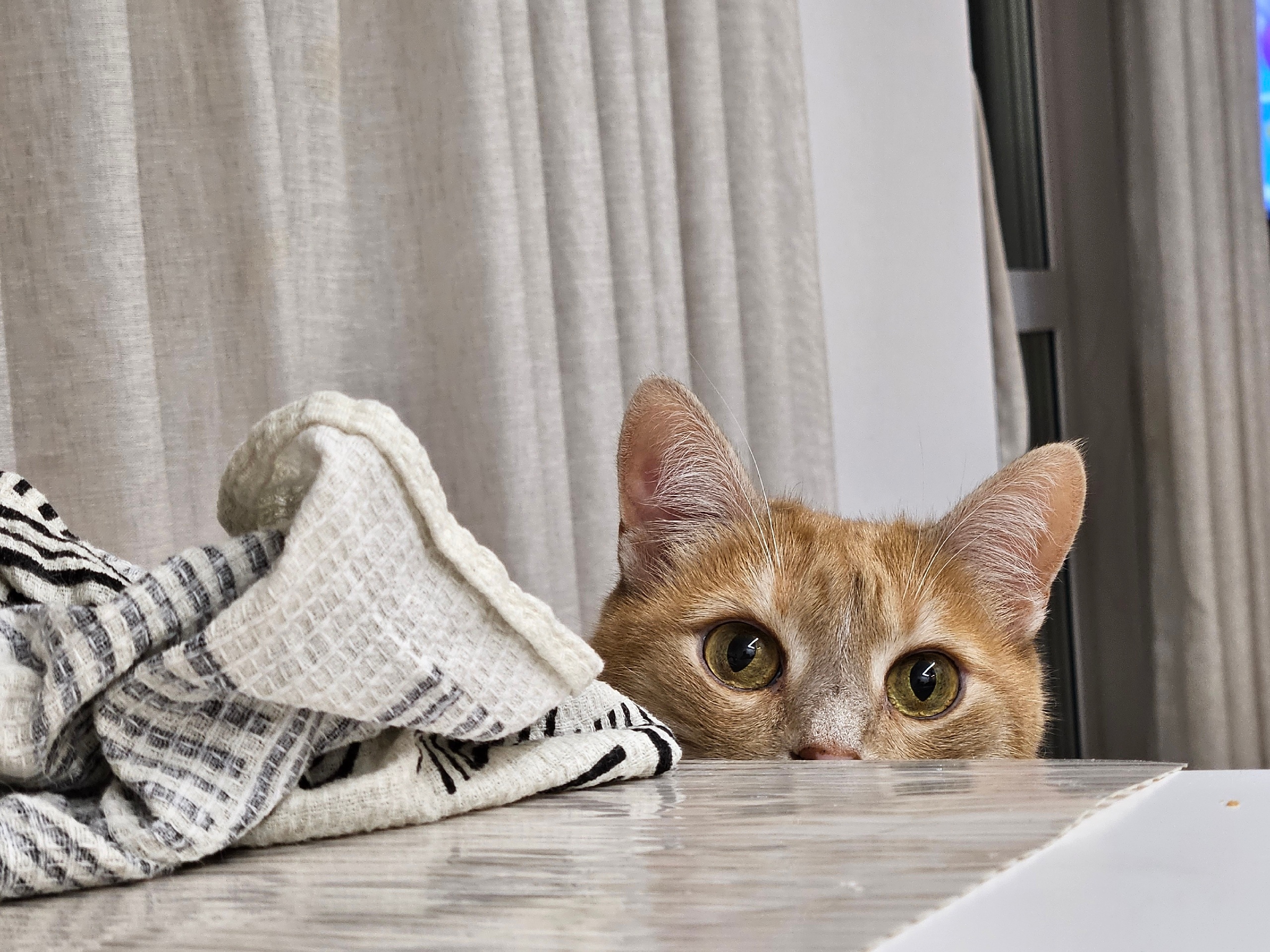 Конкурс "Котопёс"