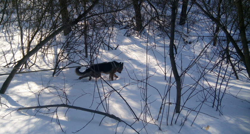 Кинологи ГУФСИН тренируются в Ирбите