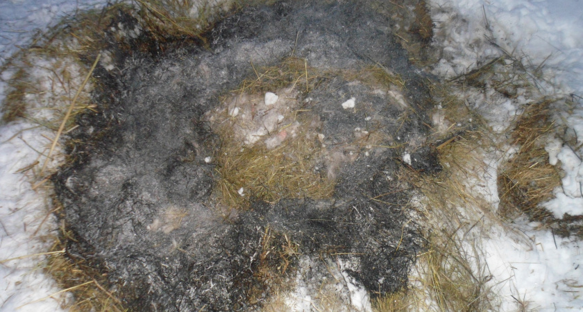 Ирбитскими полицейскими окончено расследование уголовного дела о незаконной охоте. Материалы направлены суд