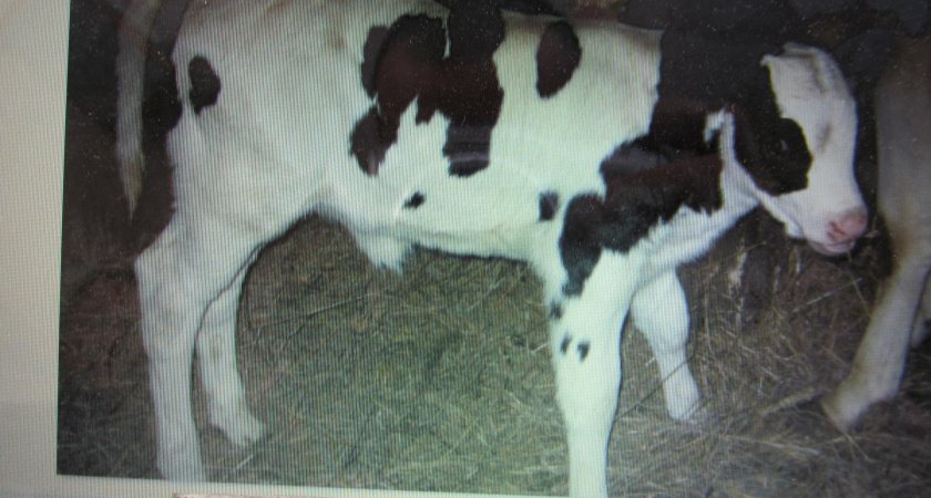 Потерялась корова