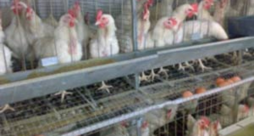 Продажа птицефабрик «Свердловская» и «Первоуральская» отложена на неопределенный срок