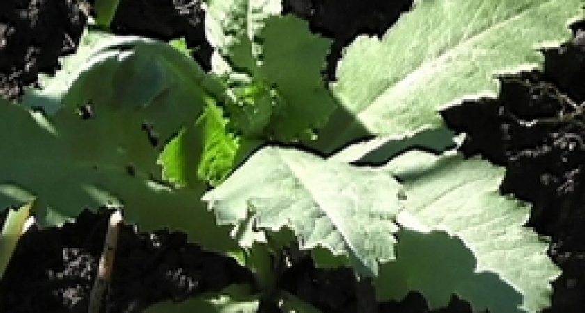 В Ирбитском районе изъяли крупную партию мака