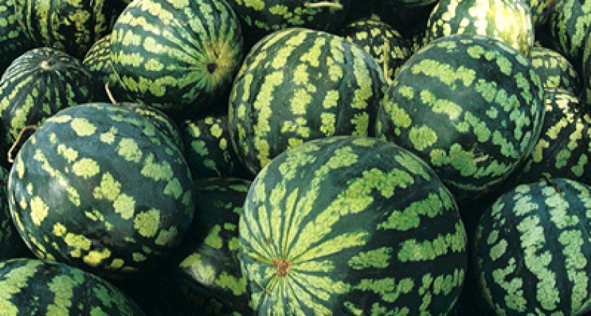 В области открыт сезон продажи арбузов