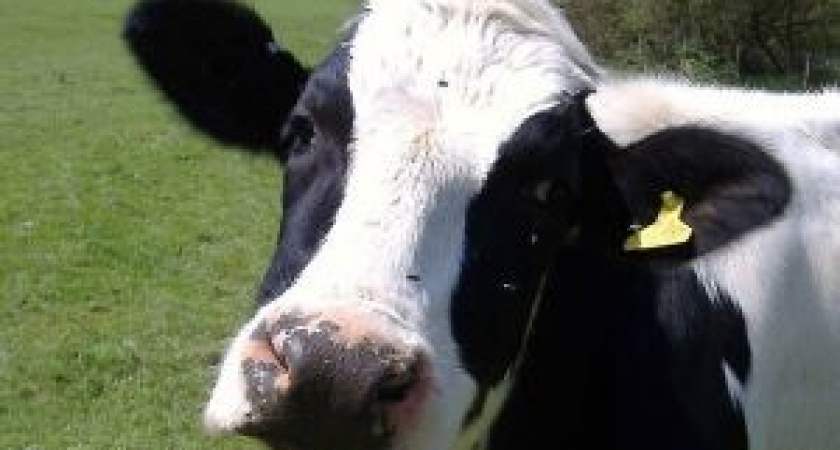 В колхозе под Ирбитом чуть не сгорели 160 коров