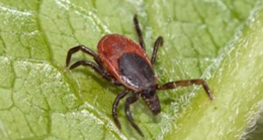 На выходных 900 свердловчан стали жертвами клещей