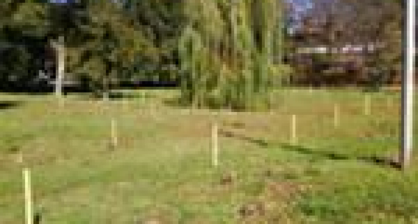 «Посади дерево – спаси планету»