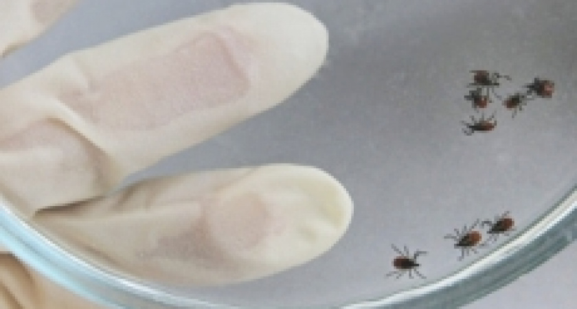 Клещи продолжают атаки на свердловчан: покусанных почти 4 тысячи