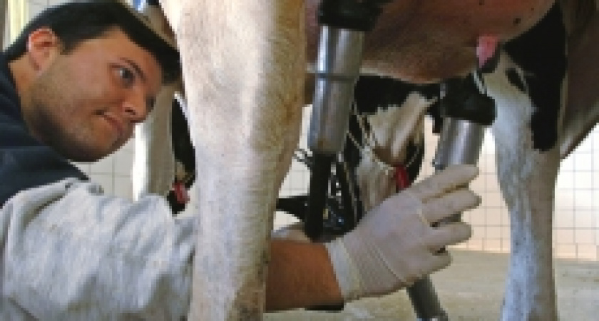 Команда Дмитрия Пумпянского подбирается к коровам Ирбитского молзавода