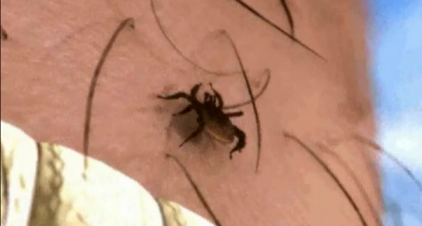 И осенью клещи нападают…