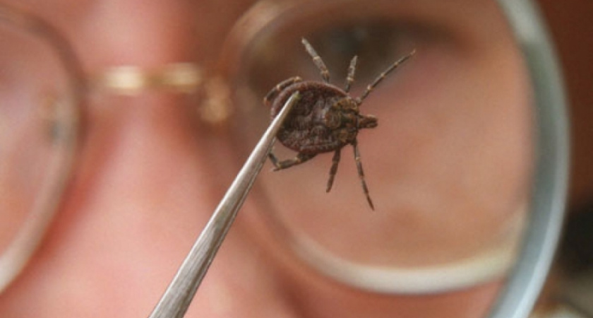 Осторожно, клещи