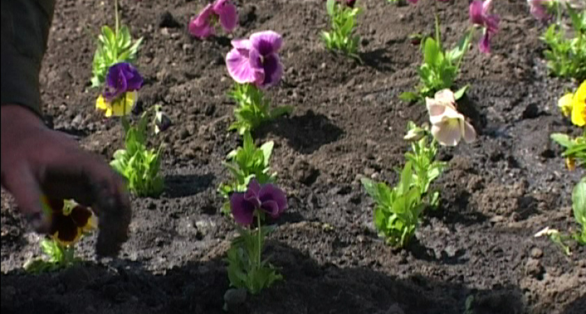 Расцвёл бульвар Победы