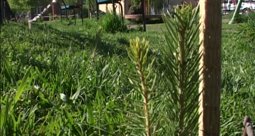 Национальный день леса в Ирбите