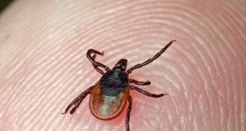 В Ирбите уже 45 человек укусили клещи