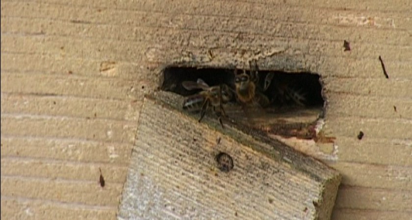 Генератор здоровья