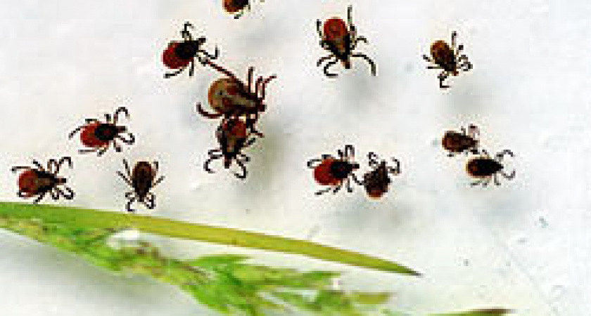 Тринадцать новых пунктов приема клещей на исследование открылось в Свердловской области