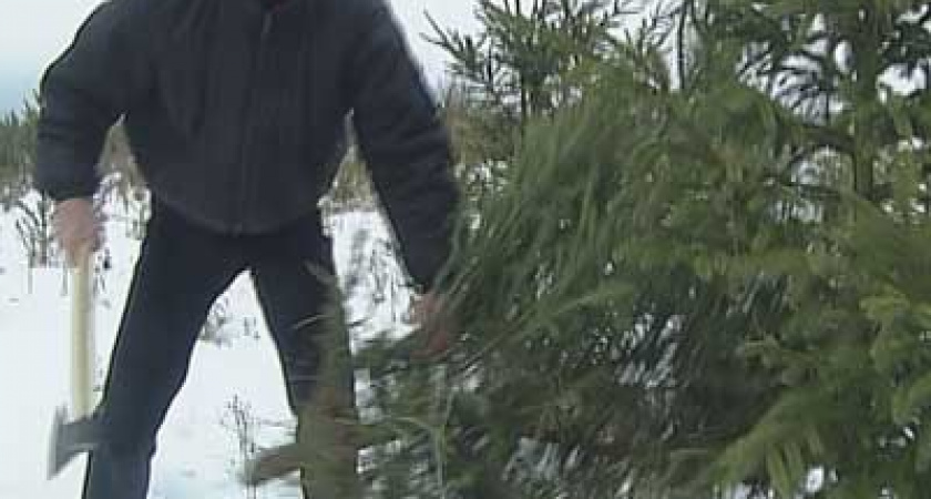 Операция «Ель»