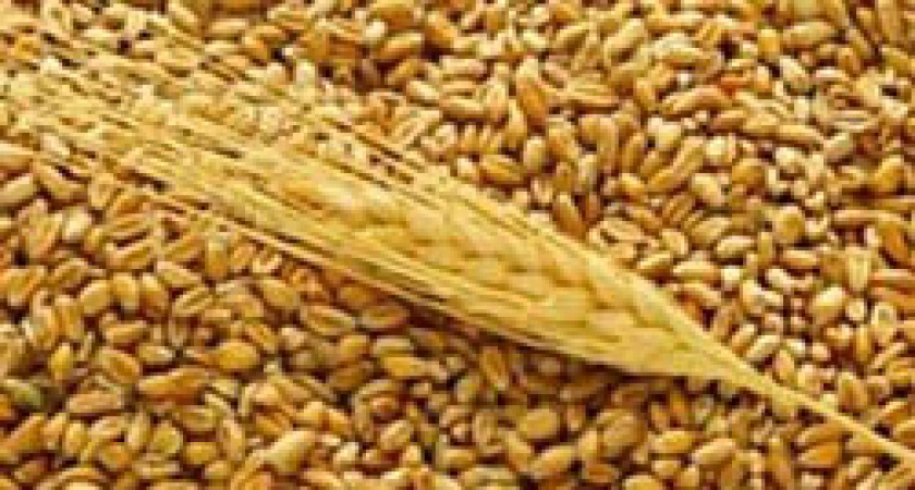 Свердловские аграрии намолотили 832 тысячи тонн зерна