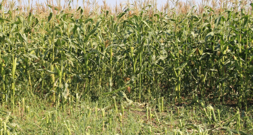 Рабочая поездка главы Ирбитского района в СПК им. Жукова