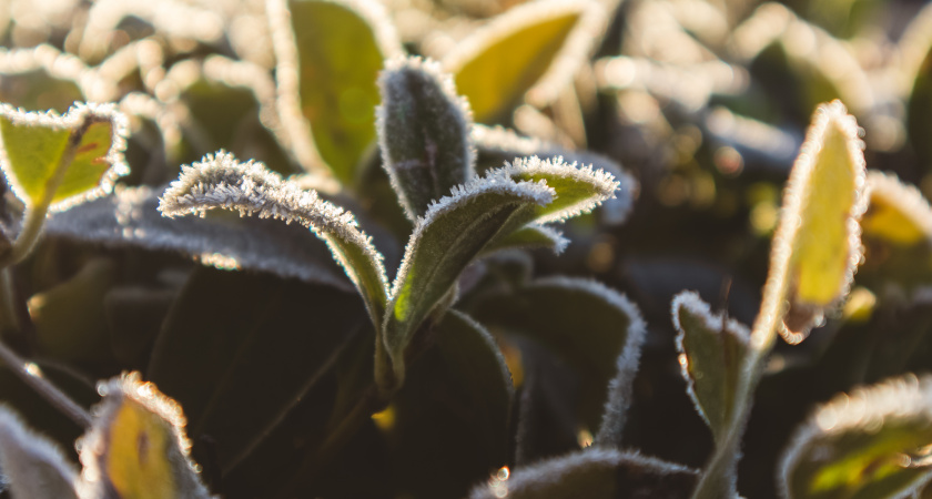 В Свердловской области 13 мая вновь прогнозируют заморозки и туман