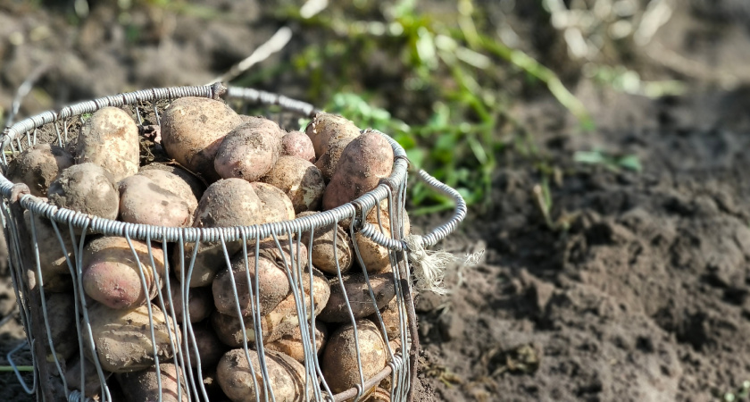 В Свердловской области картофель подешевеет после сбора нового урожая
