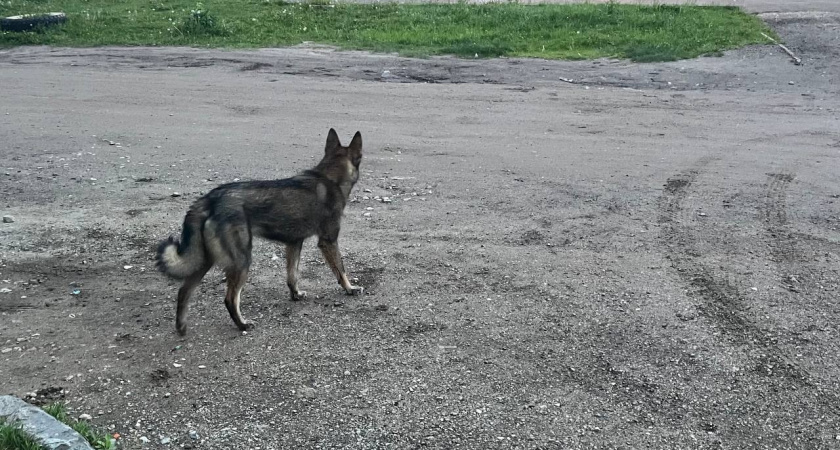 В одном из городов Свердловской области ввели карантин по бешенству