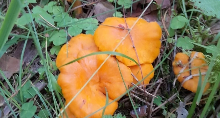 В Свердловской области появились первые лисички