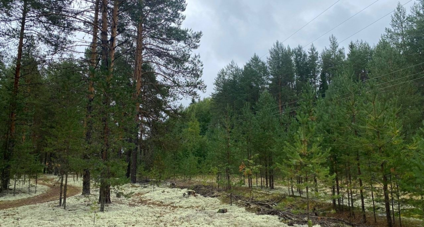 В лесу Свердловской области вводят карантин из-за опасного жука-вредителя