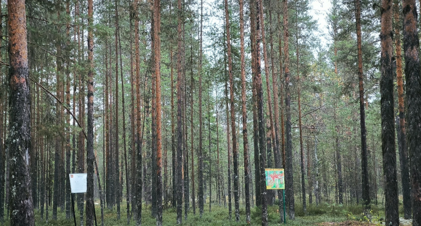 В Свердловской области за полгода в лесах потерялись 85 человек