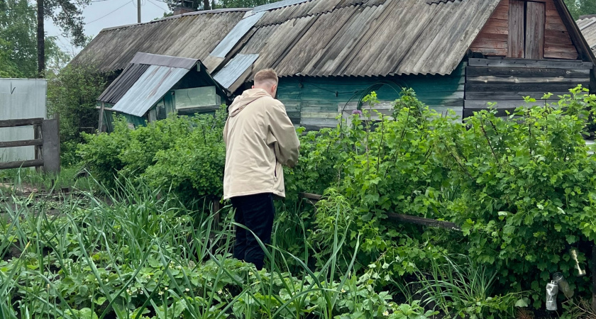 Определено самое полезное растение на огороде: это не ягода и не овощ