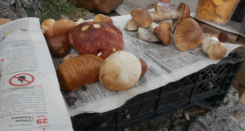 Все обходят его стороной, а я собираю корзинами: этот гриб — самый вкусный и никем не признанный осенний деликатес