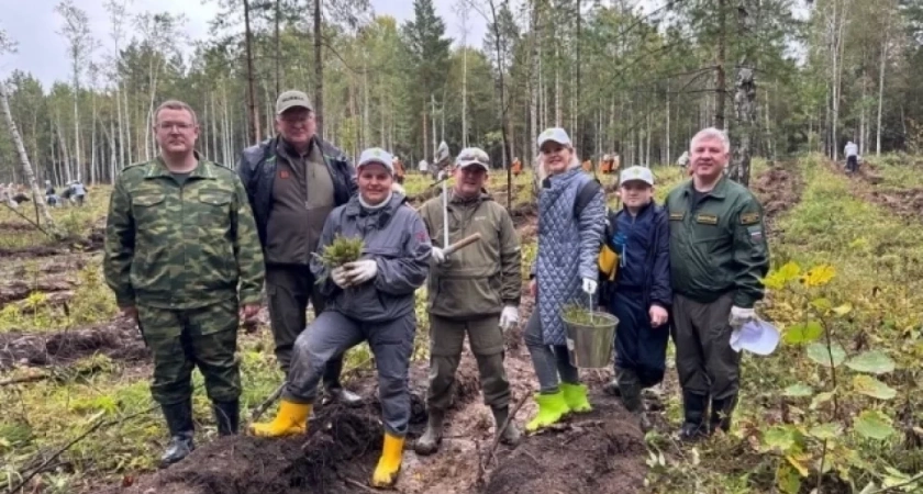 В Свердловской области высадили тысячи хвойных деревьев для восстановления лесов