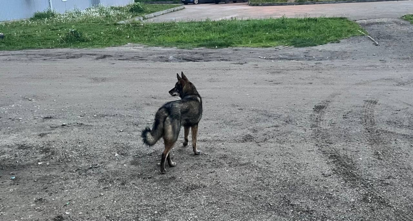 В Екатеринбурге обсуждают возможность усыпления бездомных животных