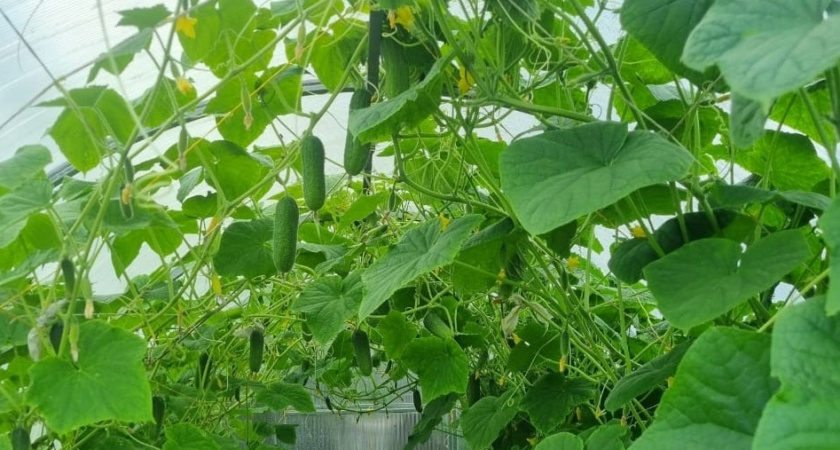 В ноябре открываю сезон выращивания огурцов на подоконнике: свежие овощи к новогоднему столу - делюсь своим способом