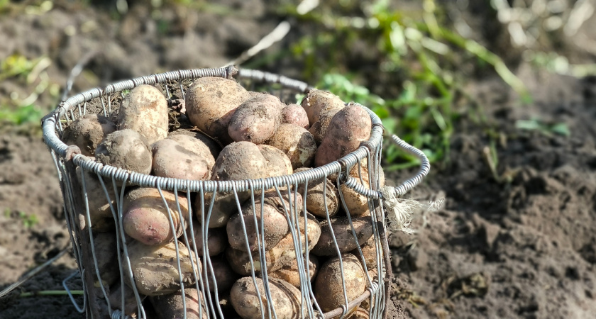 В Свердловской области значительная часть собранного картофеля не доходит до покупателей
