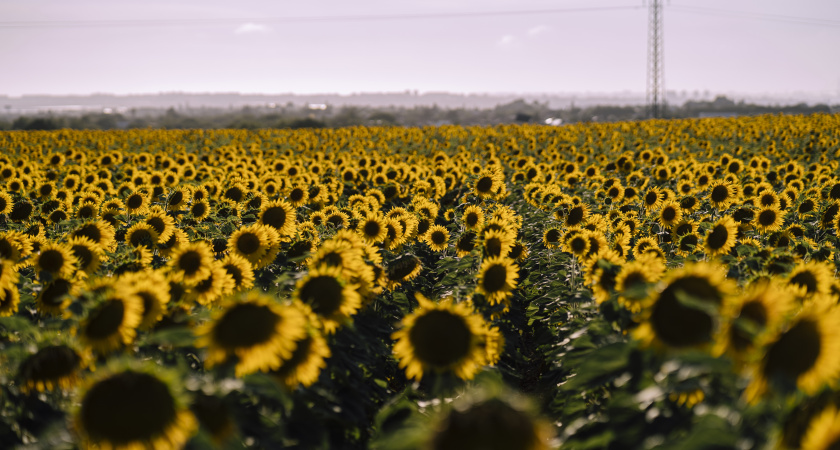Аграрии Свердловской области собрали рекордный урожай подсолнечника