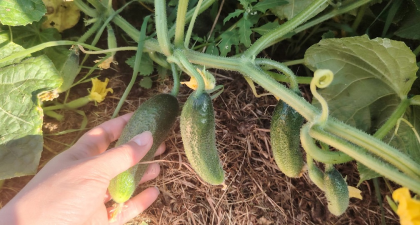 В ноябре успейте сделать "умную" грядку по-канадски: через год тонна огурцов без единой подкормки