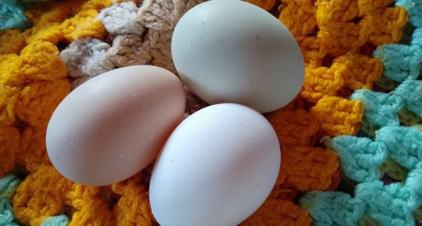 Работники птицефабрик никогда не берут яйца категории СО в магазинах: вот почему их стоит обходить стороной - запомните раз и навсегда