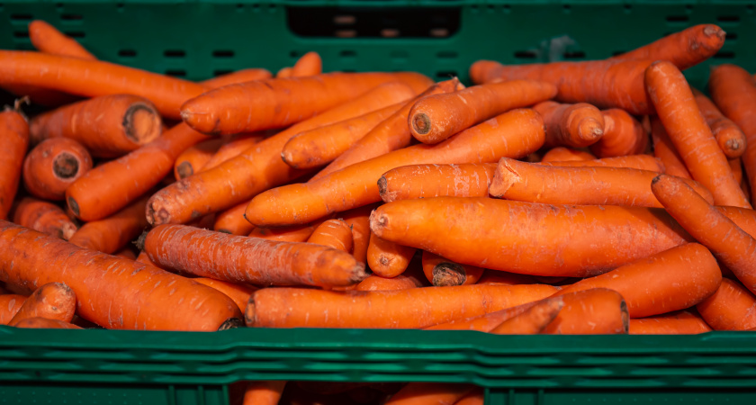В Свердловской области обнаружили морковь с опасными химикатами