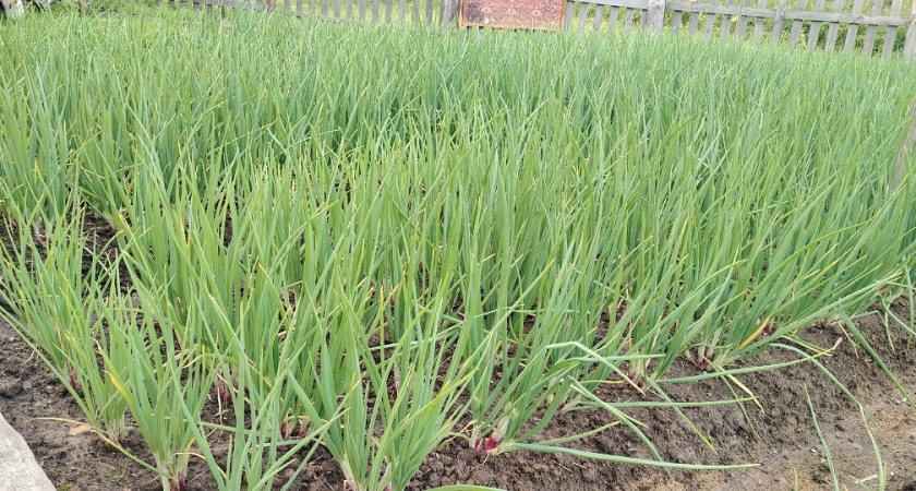 Ошалеть - подкормил чеснок этими отходами: и головки поперли размером с кулак