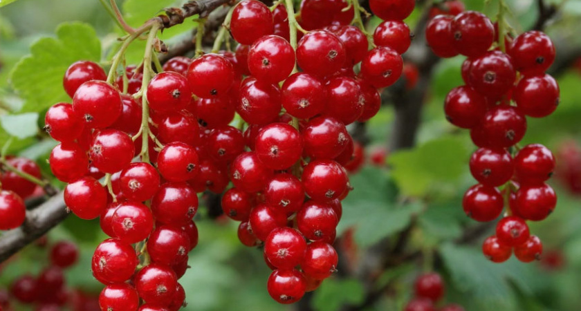 В ноябре закапываю под куст 1 "спящую таблетку" - и уже летом смородина усыпана ягодами, как виноград