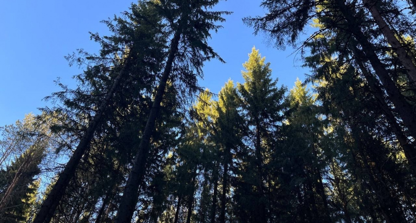 В Свердловской области провисшая линия электропередачи угрожает туристам на тропе к горе Петрогром