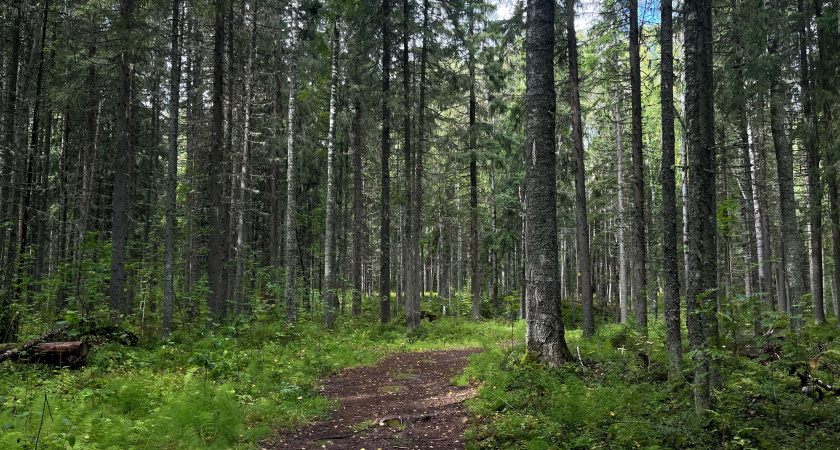 В Свердловской области ужесточат правила сбора веток для метел вдоль трасс