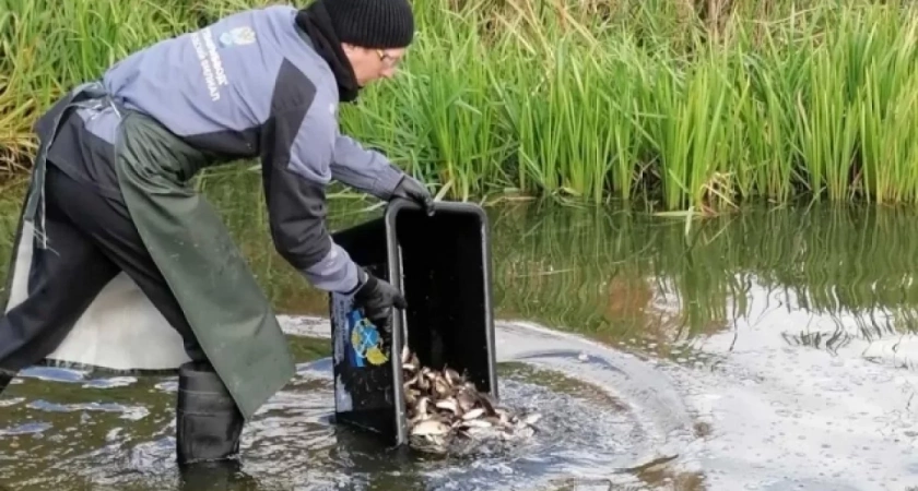 В водоемы Свердловской области выпустили 18 тысяч мальков сазана