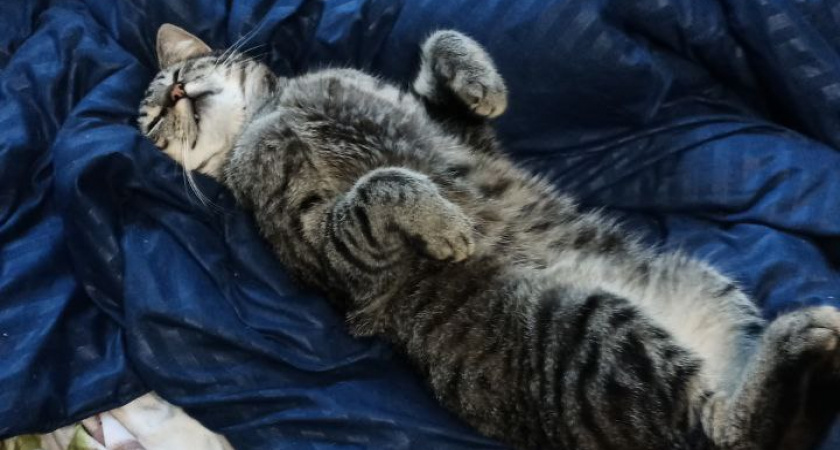 Благодарны ли уличные коты за то, что их забрали домой. Запомните раз и навсегда