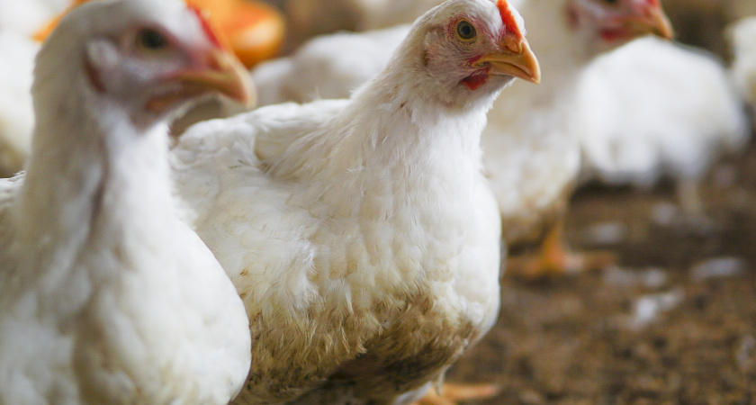 На пяти свердловских птицефабриках выявили нарушения ветеринарных правил