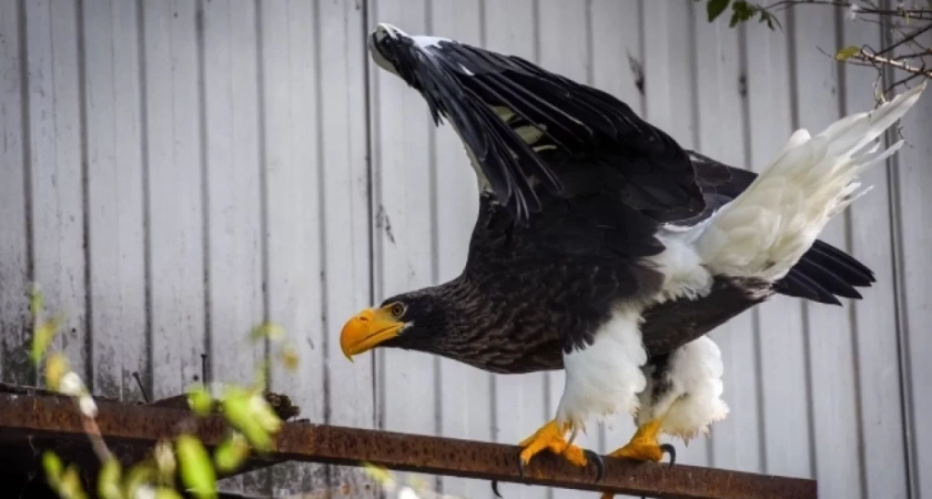 Краснокнижного орлана доставили в Свердловскую область из Магадана