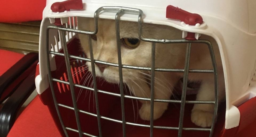 В Свердловской области ужесточили правила перевозки животных в поездах