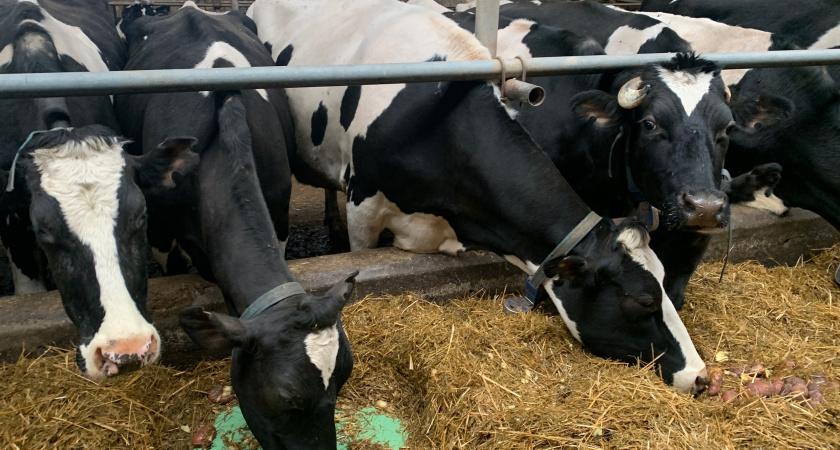 В Ирбитском районе ветеринары обнаружили лептоспироз у коров