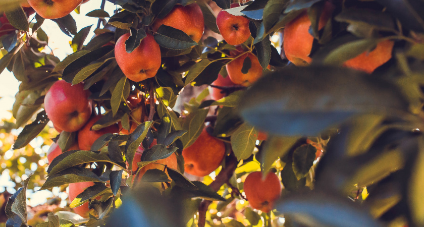 Обматываю яблони и груши фольгой в ноябре. Весной дерево чистое, цветёт и радует своим богатым урожаем
