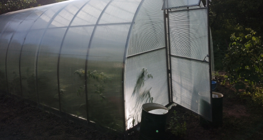 Поливаю грунт в теплице «советским коктейлем»: за зиму распрощаетесь с фитофторой — обязательно в ноябре